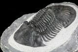 Paralejurus Trilobite - Huge Specimen #73038-2